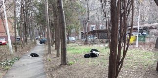 haita caini comunitari parc eminescu