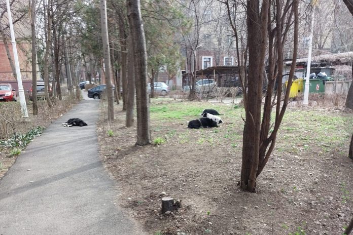 haita caini parc eminescu haita caini comunitari parc eminescu