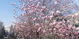 magnolii ploiesti centru