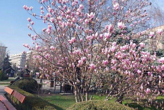 magnolii ploiesti centru