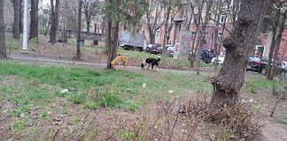 haita caini parc eminescu