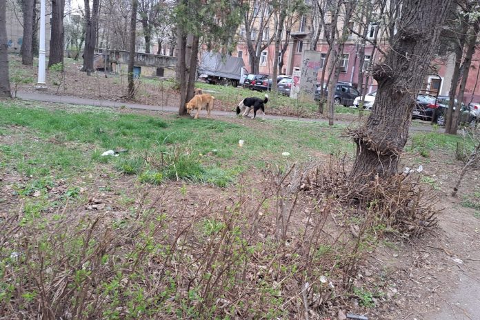 caini comunitari eminescu3 haita caini parc eminescu