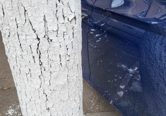Mașină văruită în Ploiești SGU a văruit copacii și mașinile din Ploiești