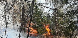 incendiu vegetatie