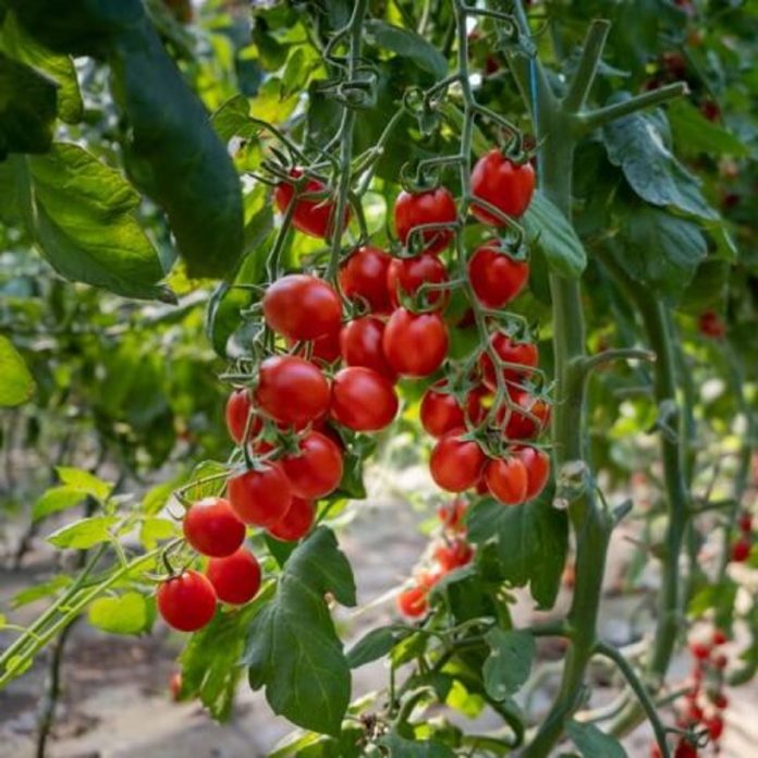 Roșii cherry