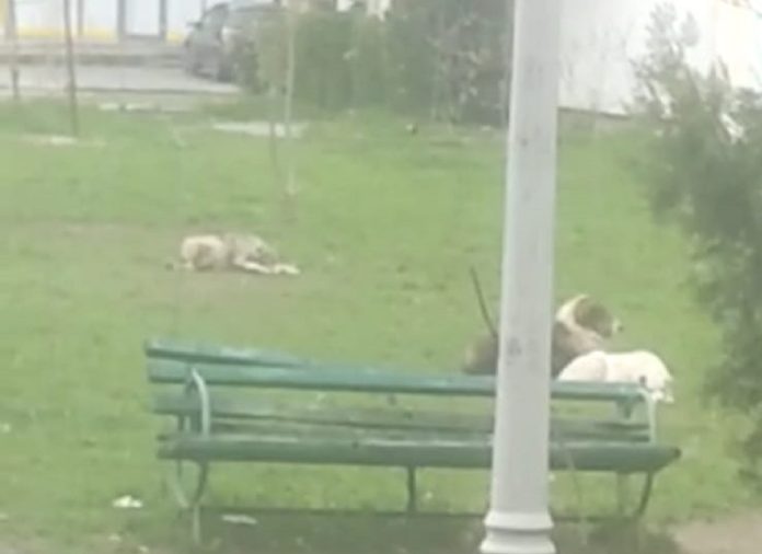 Sesizări câini comunitari Ploiești