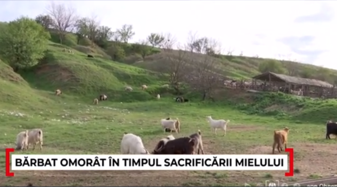 barbat-ucis-cioban oi