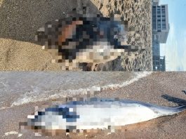 delfini morti eforie