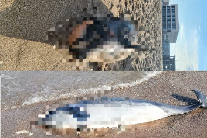 delfini morti eforie delfini morti eforie