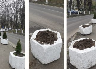 La Ploiești se fură tuia din ghivece. Mesajul SGU pentru „cetățenii pasionați de grădinărit”