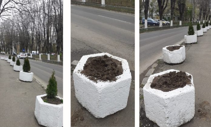 tuia furt